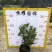 【巴西野牡丹紫花野牡丹】各种规格欢迎咨询详谈