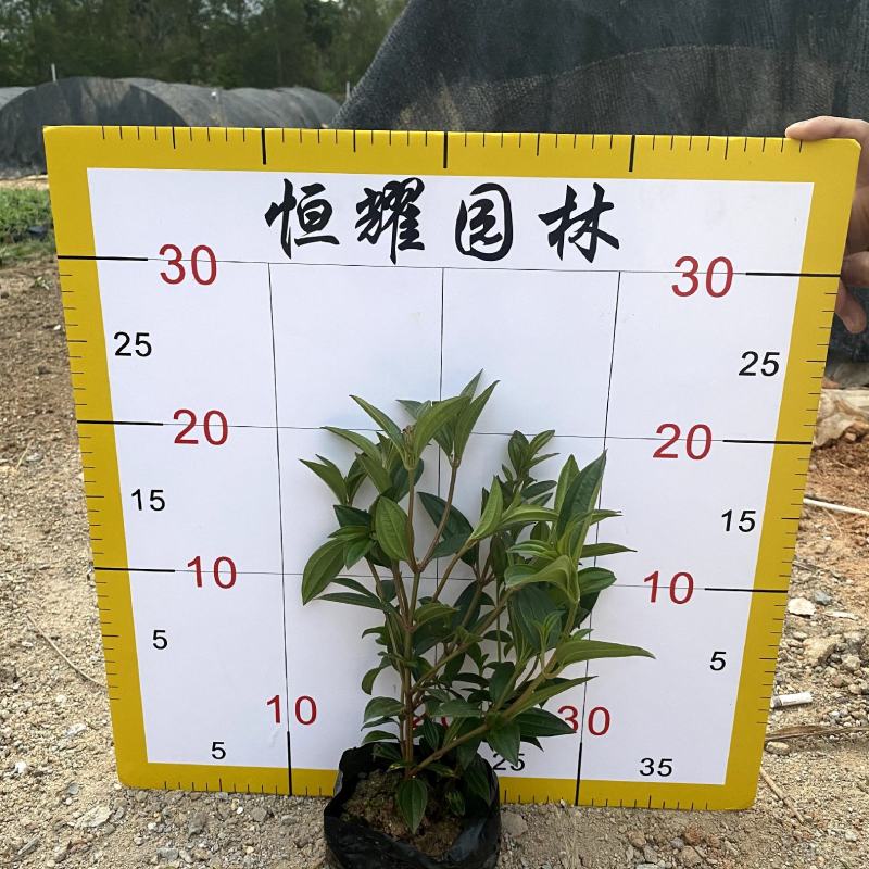 【巴西野牡丹紫花野牡丹】各种规格欢迎咨询详谈