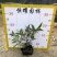 【巴西野牡丹紫花野牡丹】各种规格欢迎咨询详谈