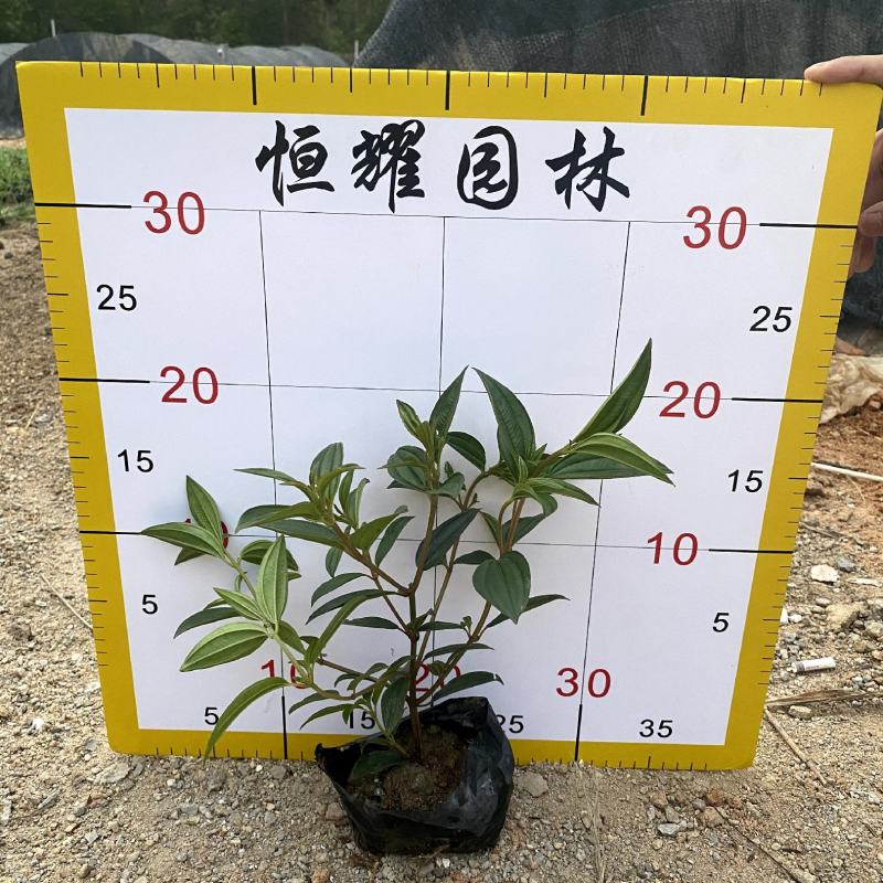 【巴西野牡丹紫花野牡丹】各种规格欢迎咨询详谈