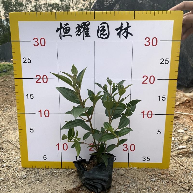 【巴西野牡丹紫花野牡丹】各种规格欢迎咨询详谈