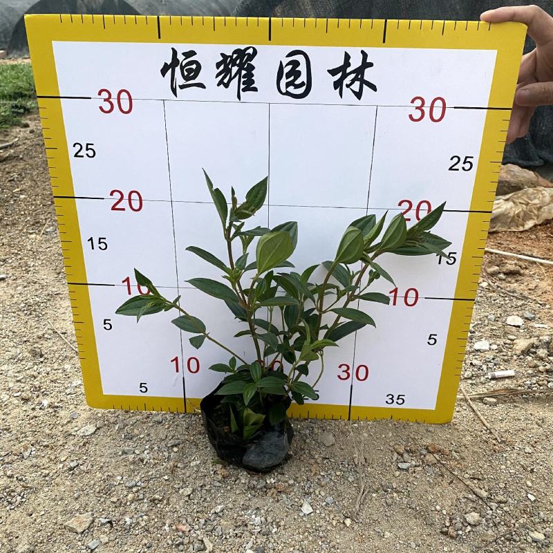 【巴西野牡丹紫花野牡丹】各种规格欢迎咨询详谈