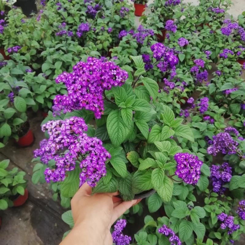四季香水草盆栽带花阳台花园多年生宿根观花芳香植物开花