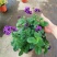 四季香水草盆栽带花阳台花园多年生宿根观花芳香植物开花