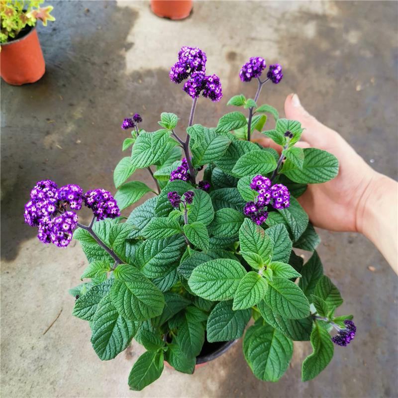 四季香水草盆栽带花阳台花园多年生宿根观花芳香植物开花