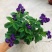 四季香水草盆栽带花阳台花园多年生宿根观花芳香植物开花