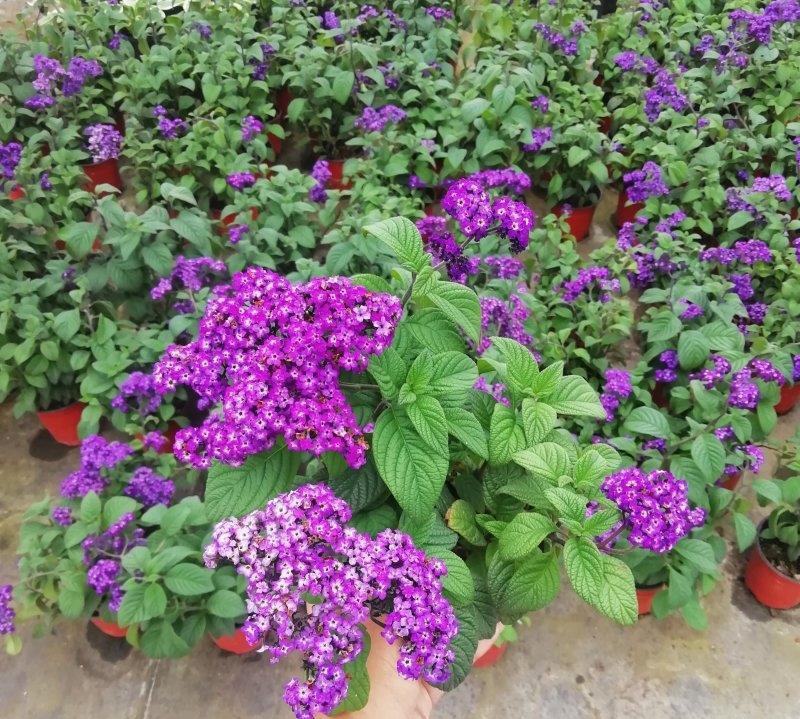 四季香水草盆栽带花阳台花园多年生宿根观花芳香植物开花
