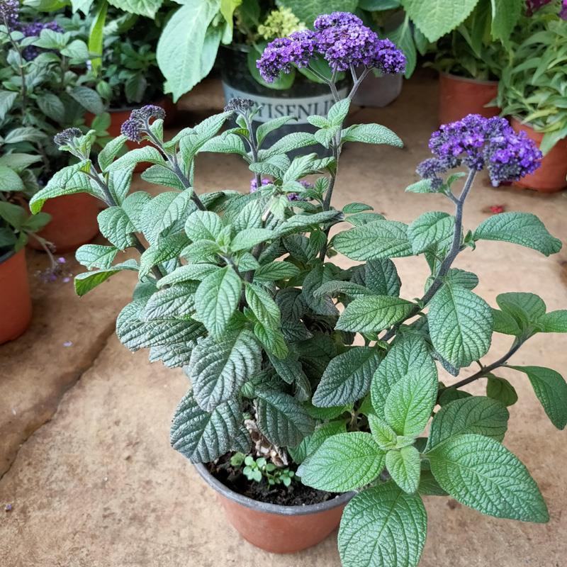 四季香水草盆栽带花阳台花园多年生宿根观花芳香植物开花