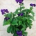 四季香水草盆栽带花阳台花园多年生宿根观花芳香植物开花