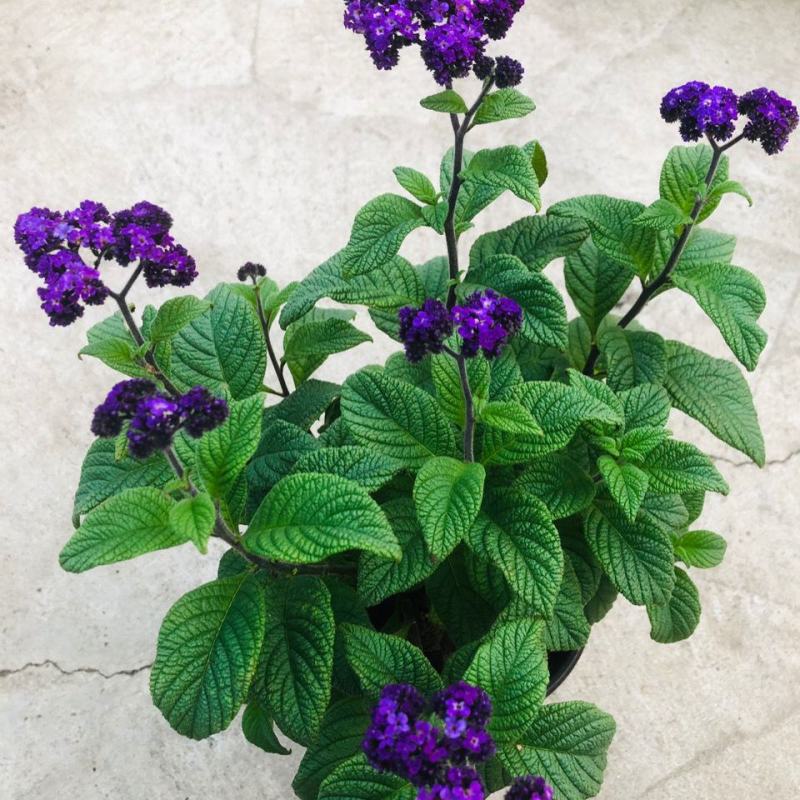 四季香水草盆栽带花阳台花园多年生宿根观花芳香植物开花