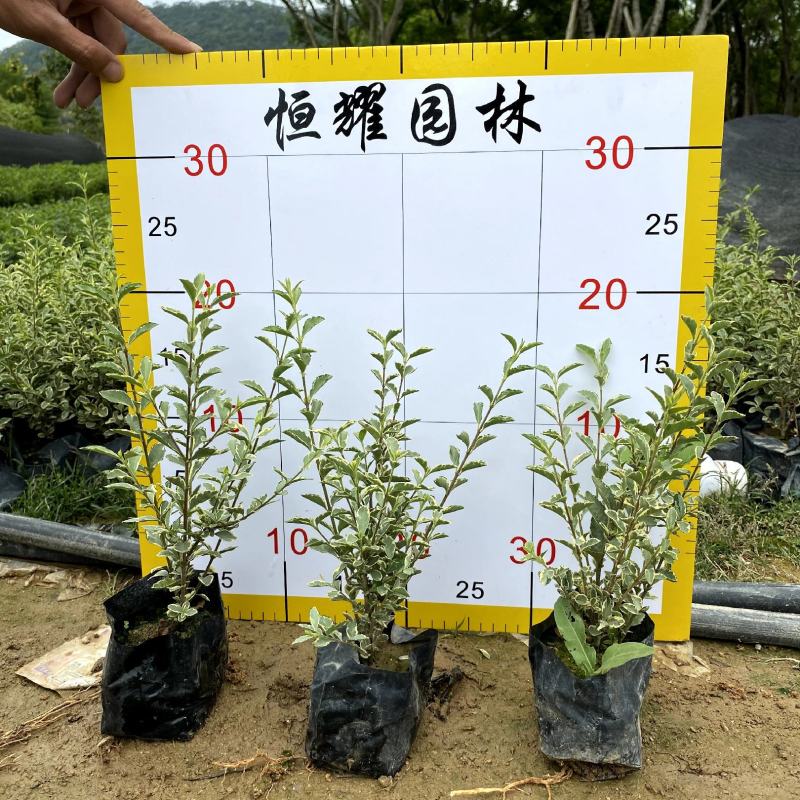 【花叶女贞银姬小蜡】各种规格欢迎咨询详谈