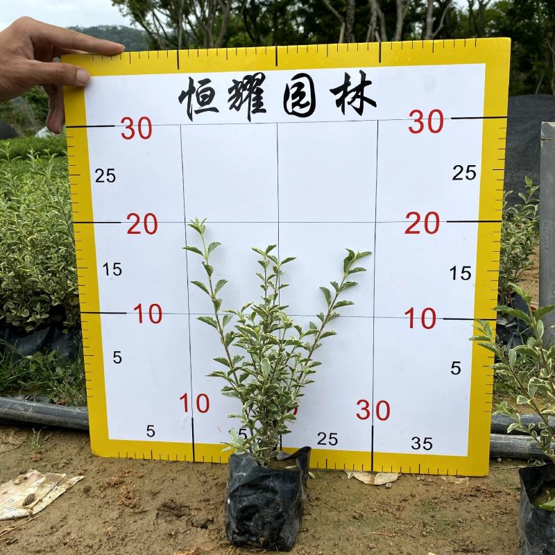 【花叶女贞银姬小蜡】各种规格欢迎咨询详谈