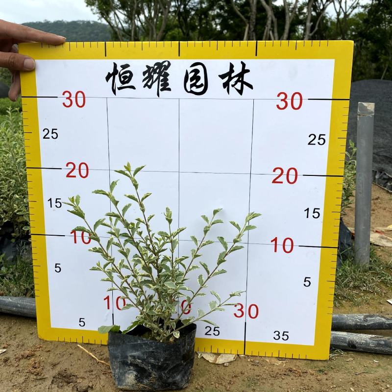 【花叶女贞银姬小蜡】各种规格欢迎咨询详谈