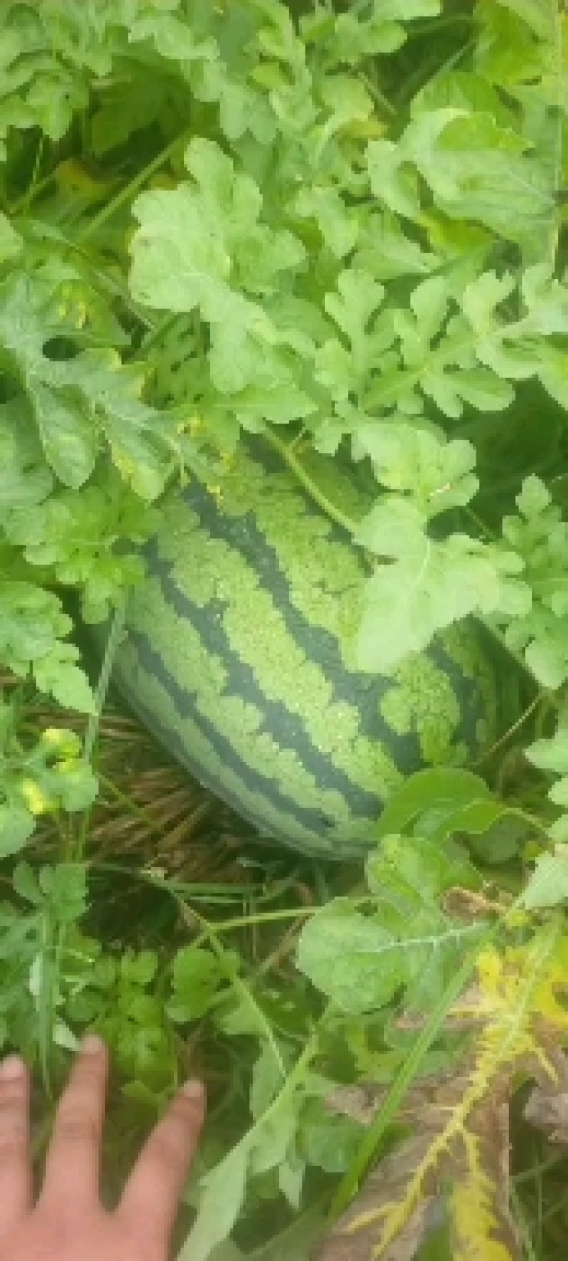 冠龙西瓜