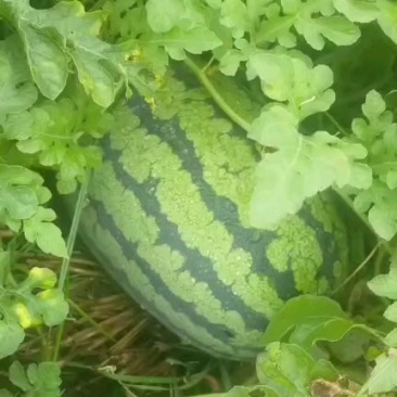 冠龙西瓜