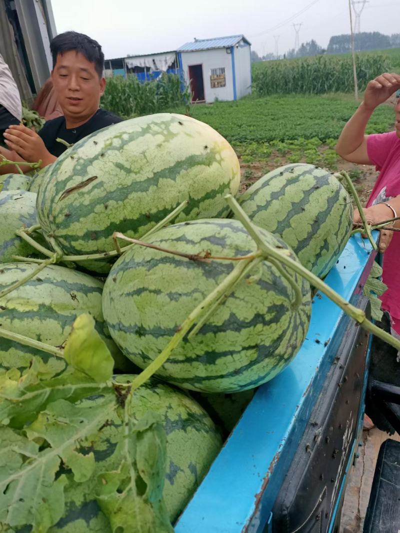 冠龙西瓜