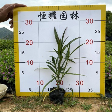 【翠芦莉】5斤袋福建漳州基地直发欢迎合作洽谈