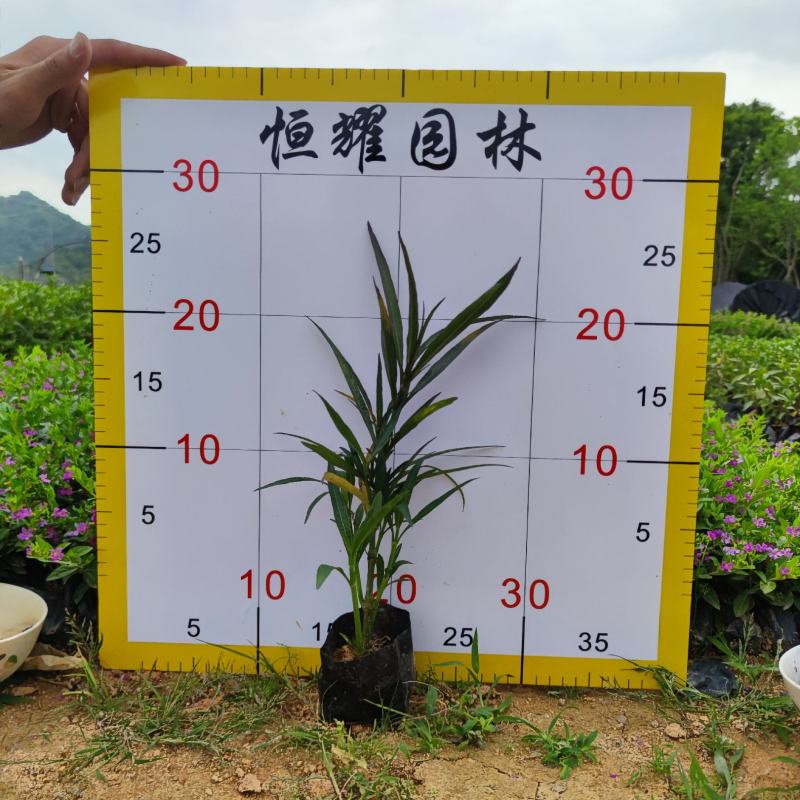 【翠芦莉】5斤袋福建漳州基地直发欢迎合作洽谈