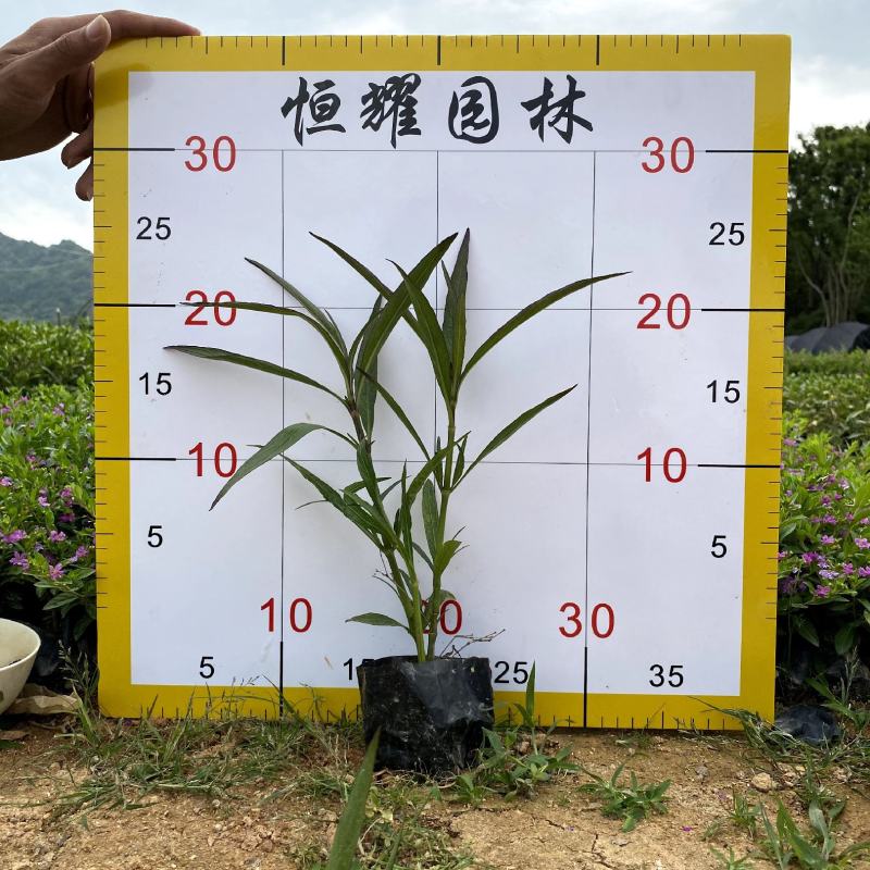 【翠芦莉】5斤袋福建漳州基地直发欢迎合作洽谈