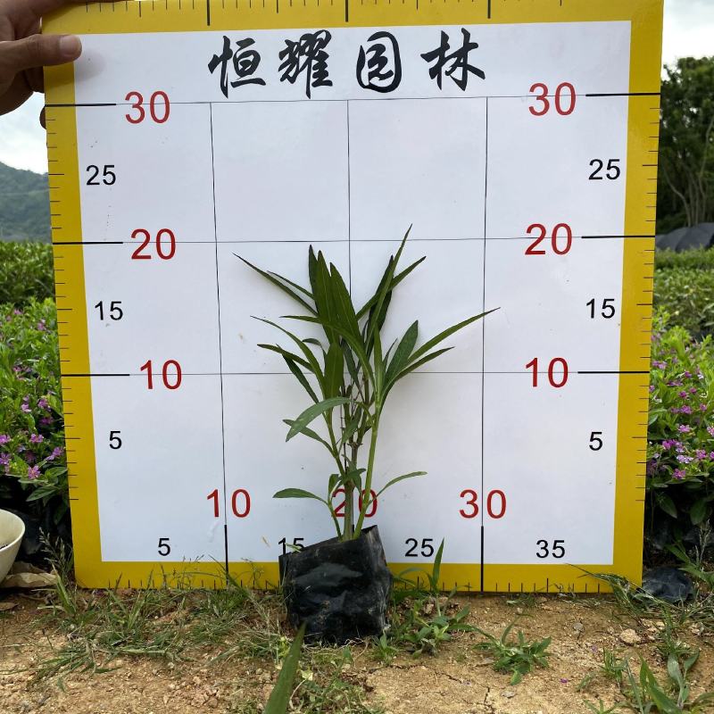 【翠芦莉】5斤袋福建漳州基地直发欢迎合作洽谈