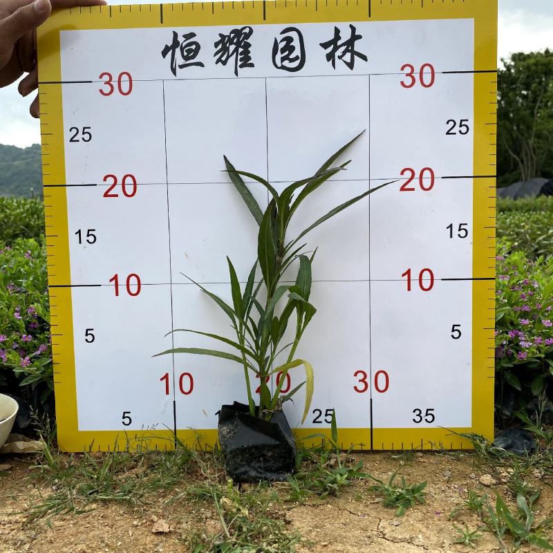 【翠芦莉】5斤袋福建漳州基地直发欢迎合作洽谈