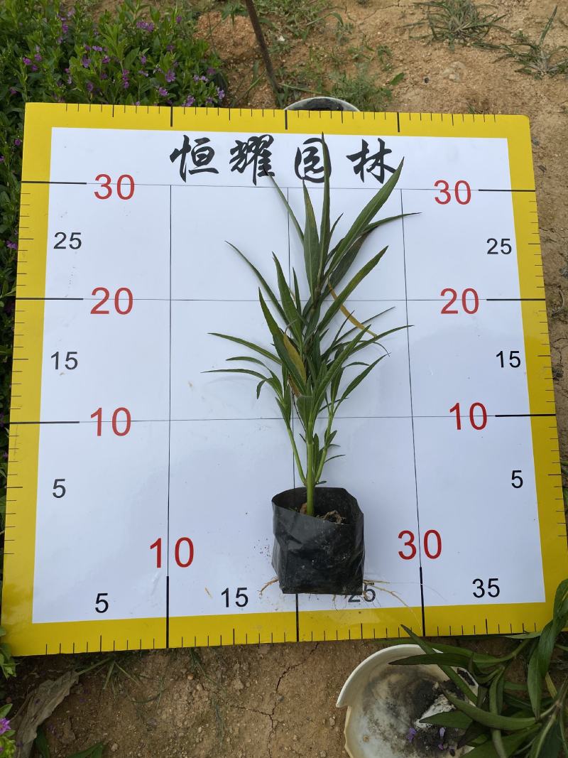 【翠芦莉】5斤袋福建漳州基地直发欢迎合作洽谈