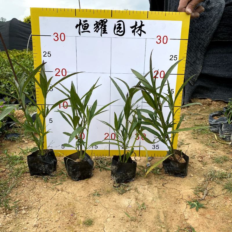 【翠芦莉】5斤袋福建漳州基地直发欢迎合作洽谈