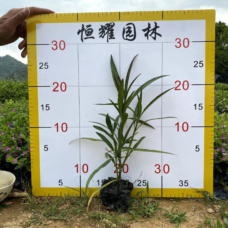 【翠芦莉】5斤袋福建漳州基地直发欢迎合作洽谈