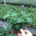 垂吊吊篮花卉海豚花蓝白色花苗好养夏天室内耐热耐荫