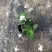 垂吊吊篮花卉海豚花蓝白色花苗好养夏天室内耐热耐荫