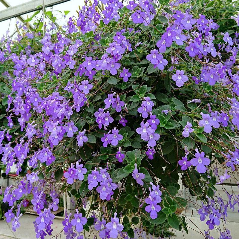 垂吊吊篮花卉海豚花蓝白色花苗好养夏天室内耐热耐荫