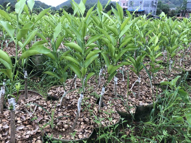 新会陈皮柑苗茶枝柑苗四会柑苗剥皮柑苗基地直供