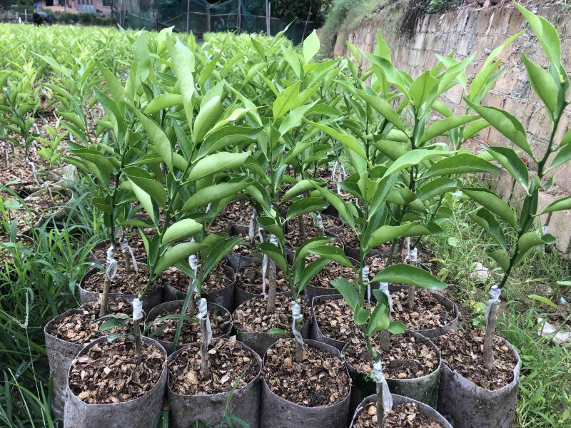 新会陈皮柑苗茶枝柑苗四会柑苗剥皮柑苗基地直供