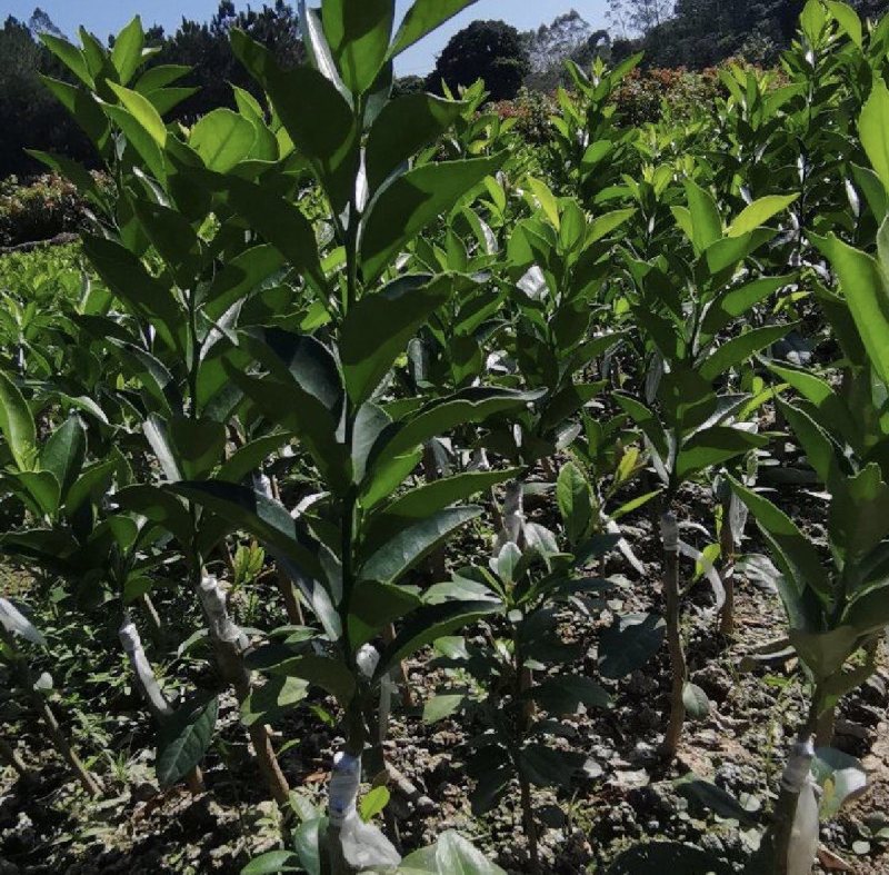 新会陈皮柑苗茶枝柑苗四会柑苗剥皮柑苗基地直供