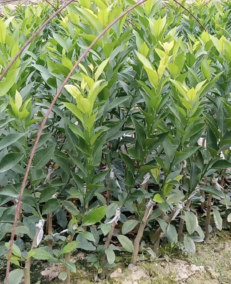 新会陈皮柑苗茶枝柑苗四会柑苗剥皮柑苗基地直供