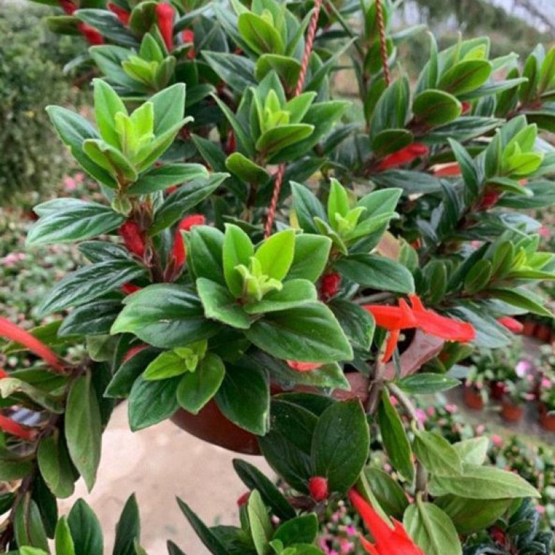 鲸鱼吊兰大红金玉海豚吊兰稀有盆F栽室内四季开花花卉植物