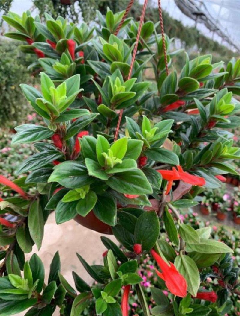 鲸鱼吊兰大红金玉海豚吊兰稀有盆F栽室内四季开花花卉植物