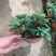 鲸鱼吊兰大红金玉海豚吊兰稀有盆F栽室内四季开花花卉植物