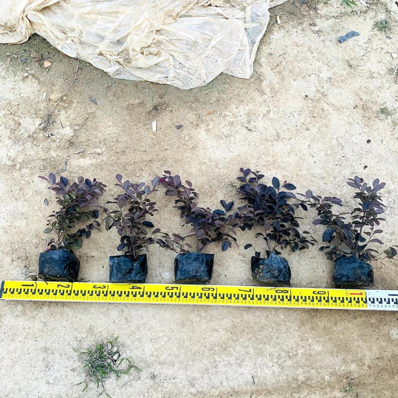 【红花檵木红继木】5斤袋7斤袋各种规格欢迎咨询详谈