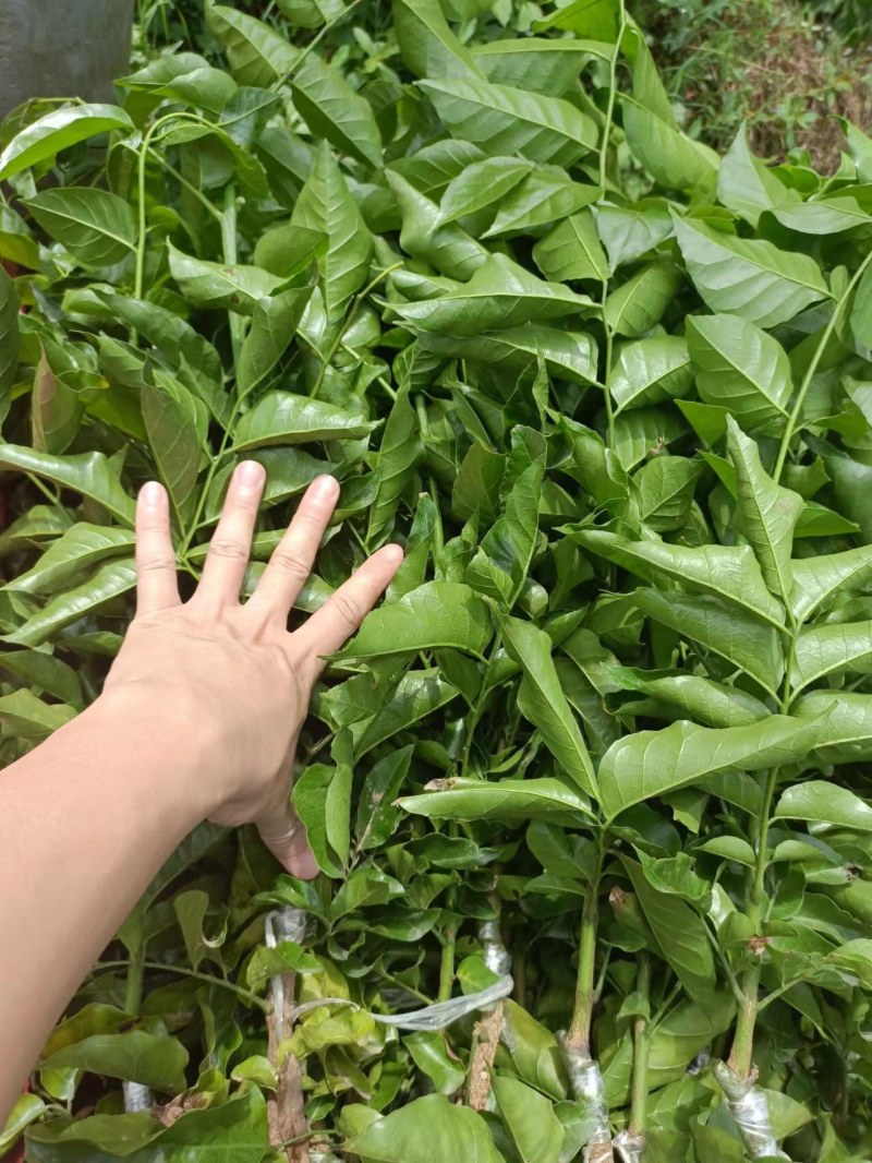 黑金刚贵妃黄皮果苗黄皮苗现挖现发基地直供