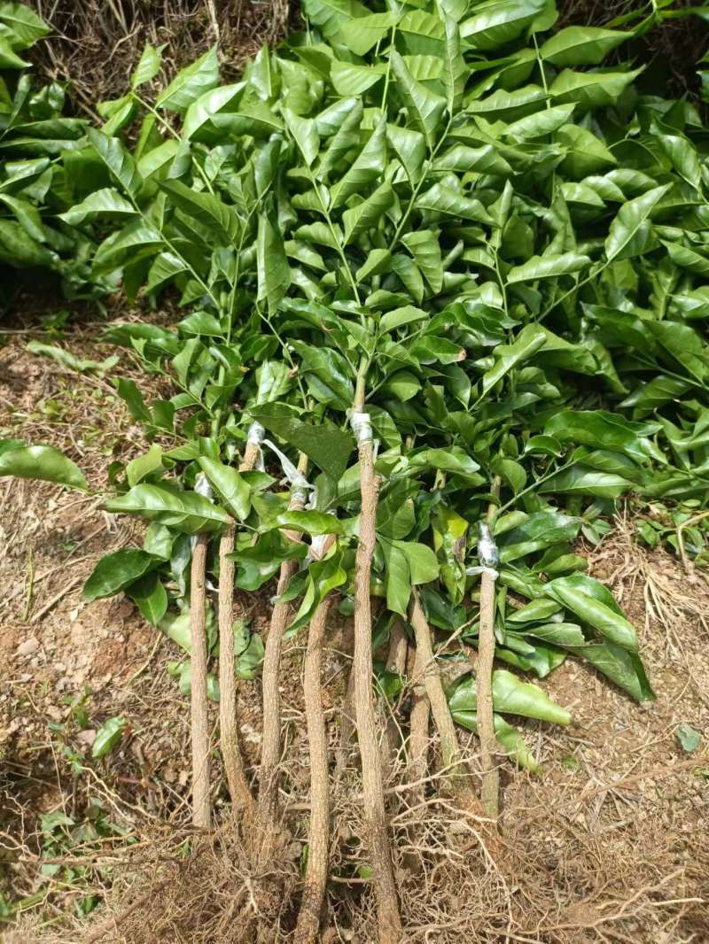 黑金刚贵妃黄皮果苗黄皮苗现挖现发基地直供