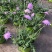蓝盆花盆栽蓝色花镜绿植花卉耐寒多年生草本植物冬季阳台带花