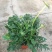 蓝盆花盆栽蓝色花镜绿植花卉耐寒多年生草本植物冬季阳台带花