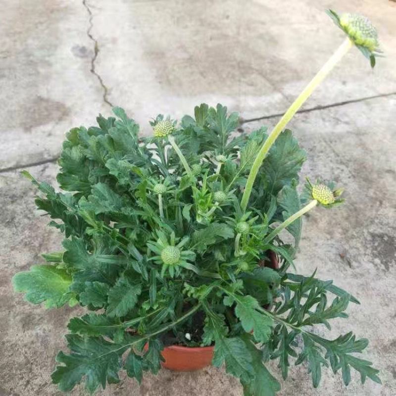 蓝盆花盆栽蓝色花镜绿植花卉耐寒多年生草本植物冬季阳台带花