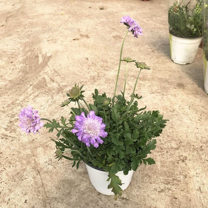 蓝盆花盆栽蓝色花镜绿植花卉耐寒多年生草本植物冬季阳台带花