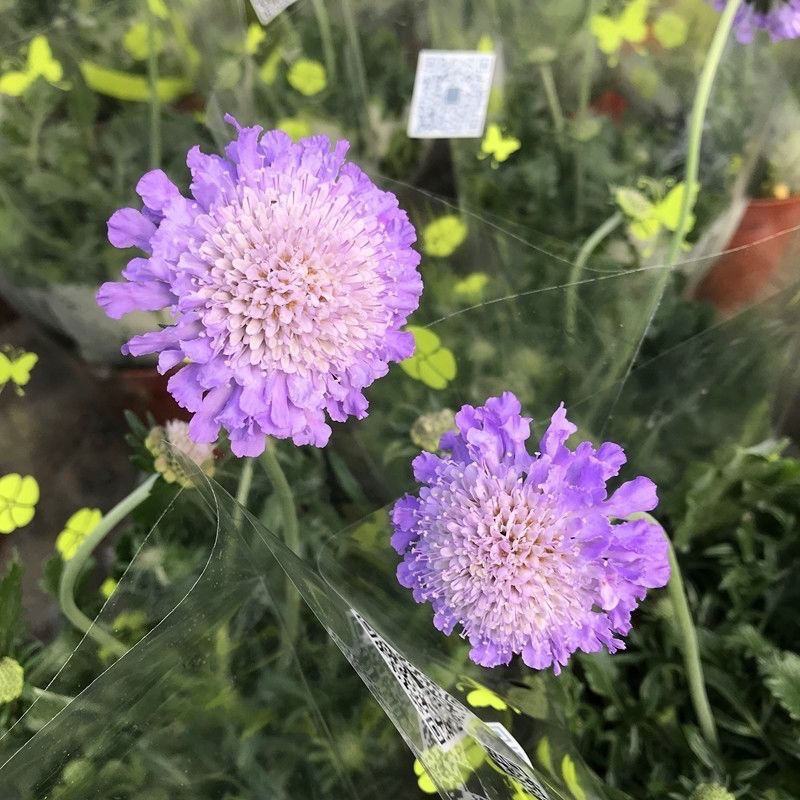 蓝盆花盆栽蓝色花镜绿植花卉耐寒多年生草本植物冬季阳台带花