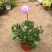 蓝盆花盆栽蓝色花镜绿植花卉耐寒多年生草本植物冬季阳台带花
