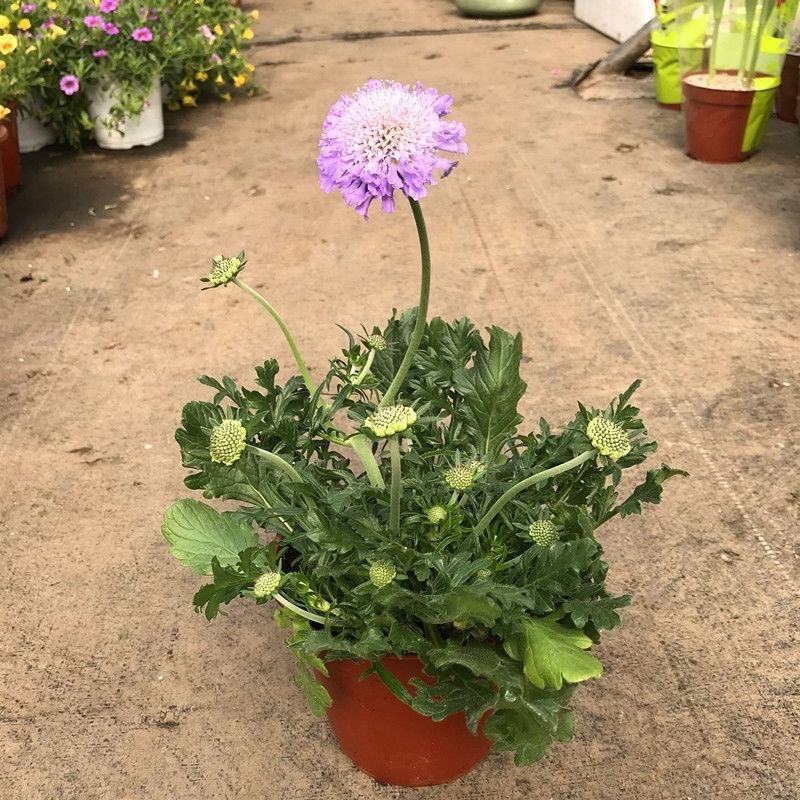蓝盆花盆栽蓝色花镜绿植花卉耐寒多年生草本植物冬季阳台带花