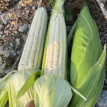 玉米🌽万糯2000