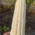 玉米🌽万糯2000